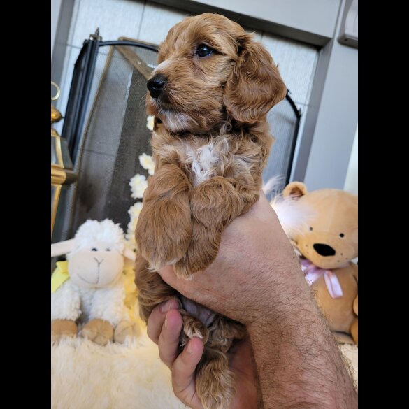 Cockapoo - Both