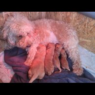 Cockapoo - Both