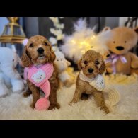 Cockapoo - Both