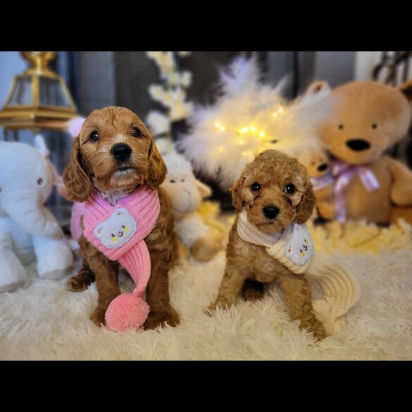 Cockapoo - Both