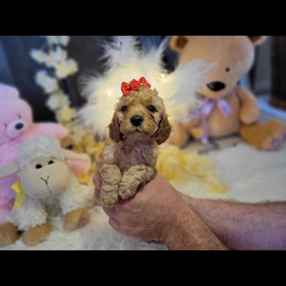 Cockapoo - Both
