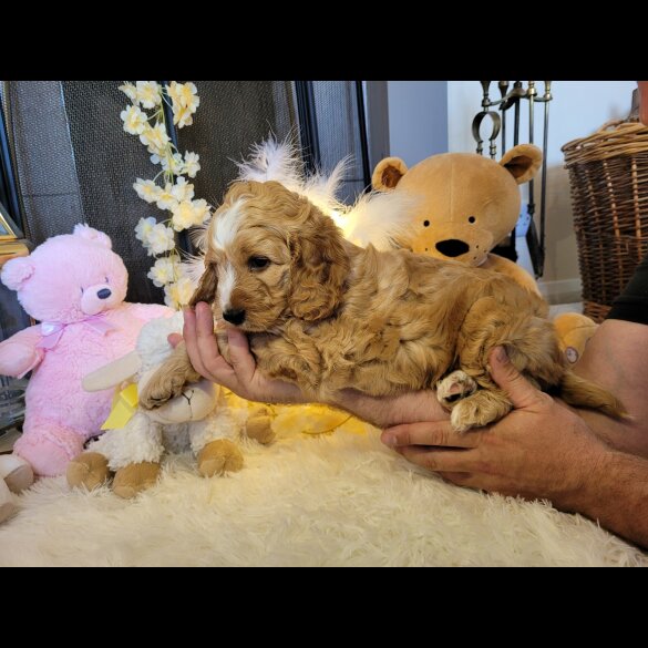 Cockapoo - Both