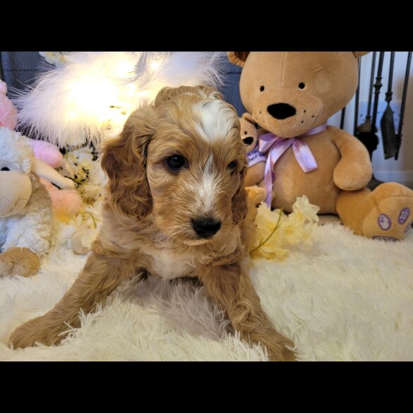 Cockapoo - Both