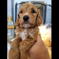 Cockapoo - Both