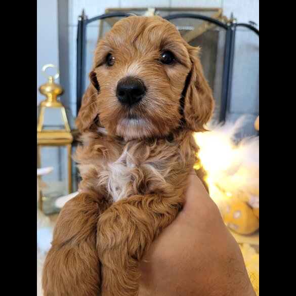 Cockapoo - Both