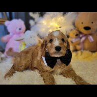 Cockapoo - Both