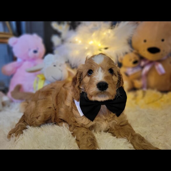 Cockapoo - Both