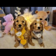 Cockapoo - Both