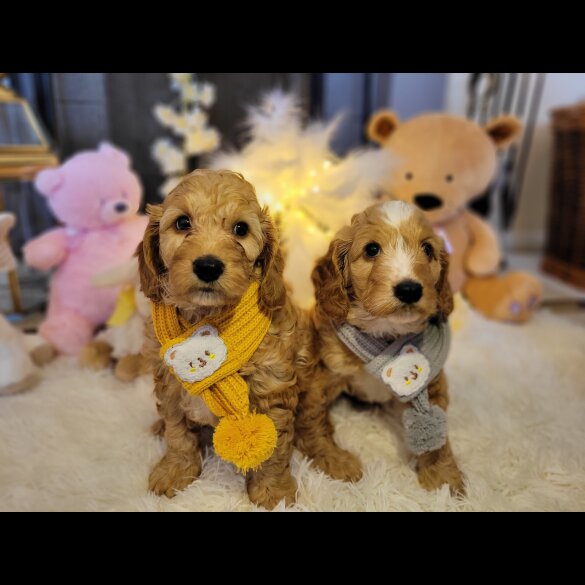 Cockapoo - Both