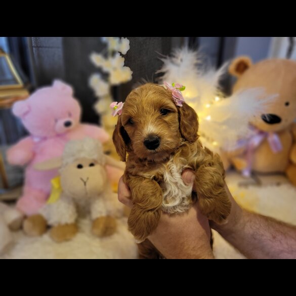 Cockapoo - Both