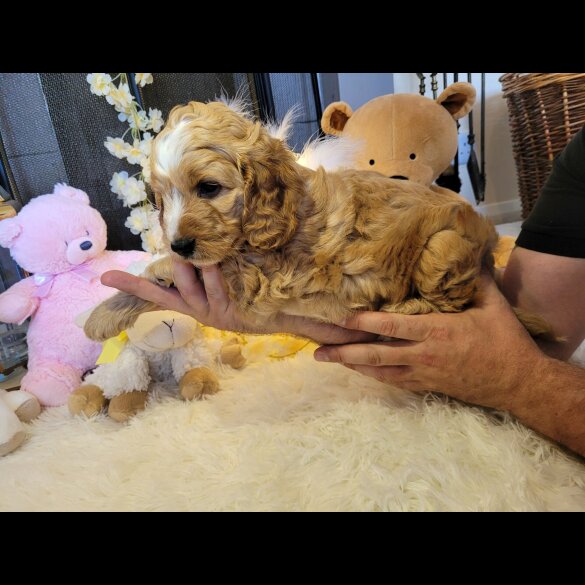Cockapoo - Both