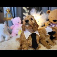 Cockapoo - Both