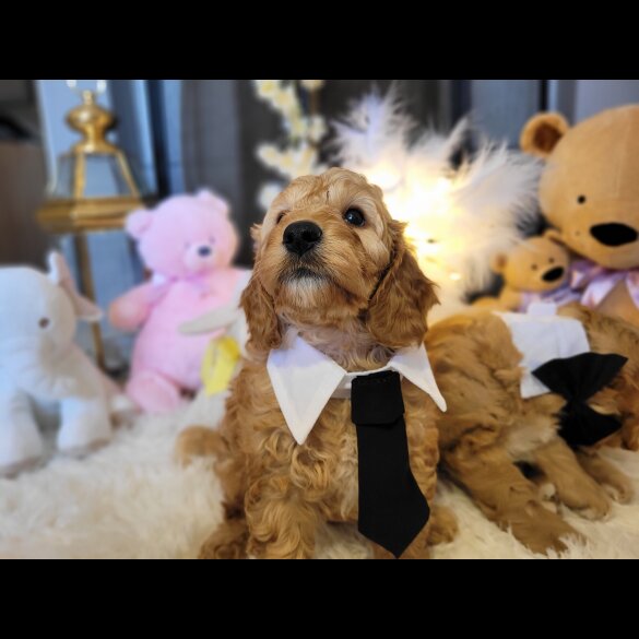 Cockapoo - Both