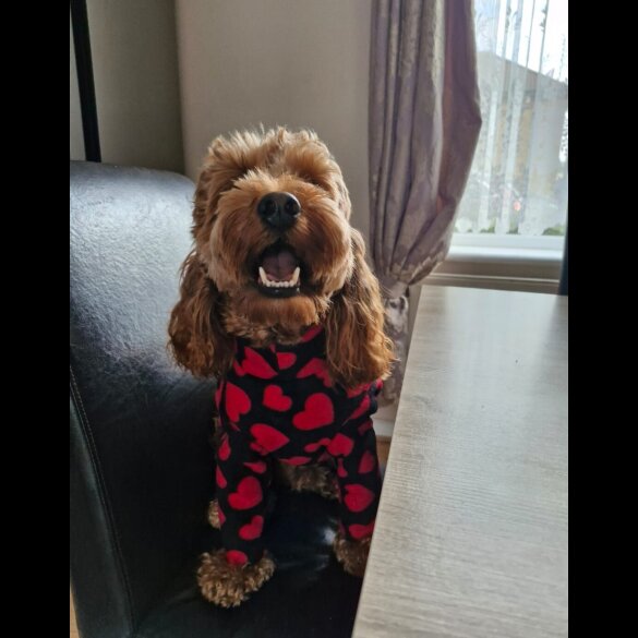 Cockapoo - Both