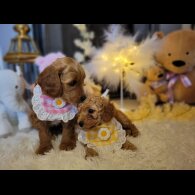 Cockapoo - Both