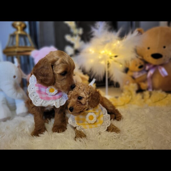 Cockapoo - Both