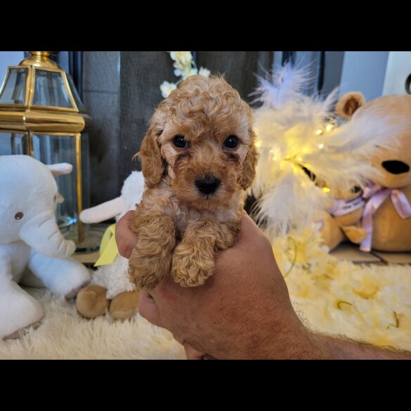 Cockapoo - Both
