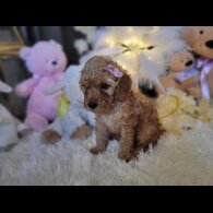 Cockapoo - Both