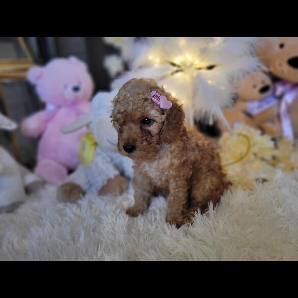 Cockapoo - Both