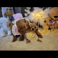Cockapoo - Both