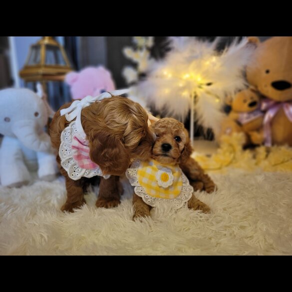 Cockapoo - Both