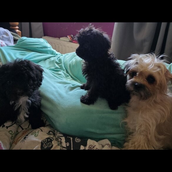 Mixed Breed - Both