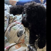 Mixed Breed - Both