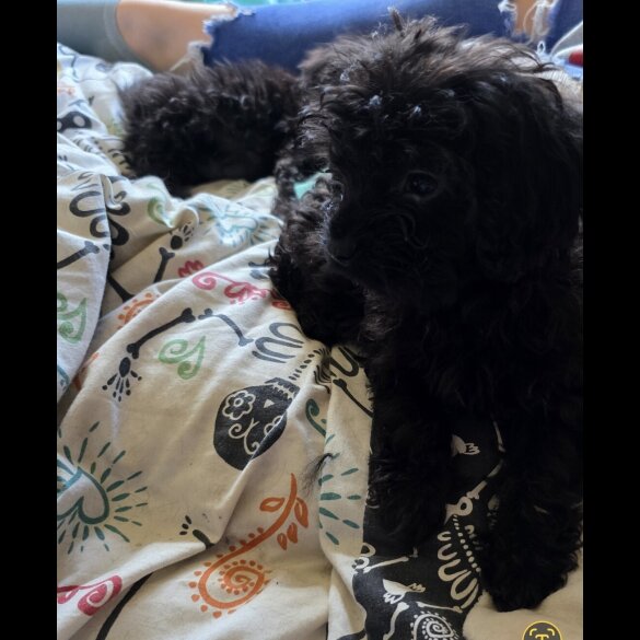 Mixed Breed - Both