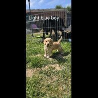 Labradoodle - Both