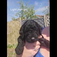 Labradoodle - Both
