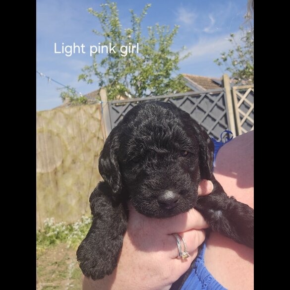 Labradoodle - Both
