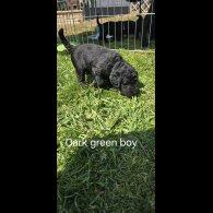 Labradoodle - Both