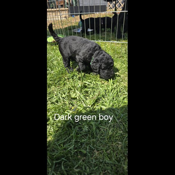 Labradoodle - Both