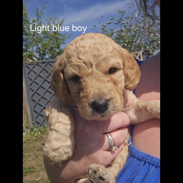 Labradoodle - Both