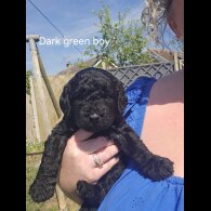 Labradoodle - Both