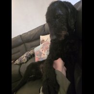 Labradoodle - Both