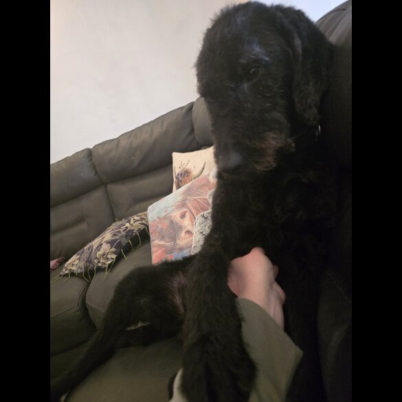 Labradoodle - Both