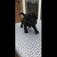 Labradoodle - Both