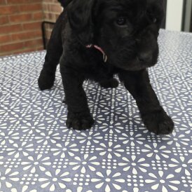 Labradoodle - Both