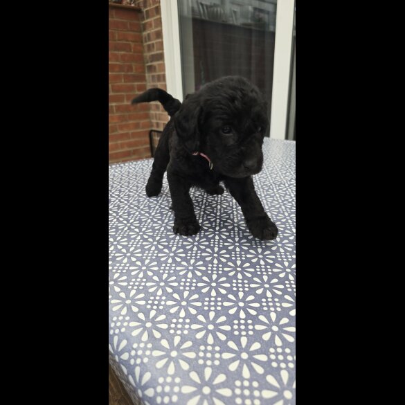 Labradoodle - Both