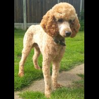Labradoodle - Both