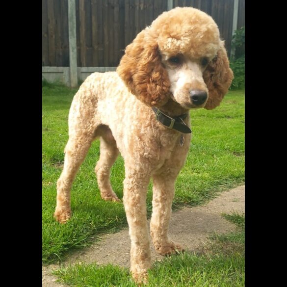 Labradoodle - Both