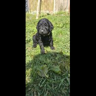 Labradoodle - Both