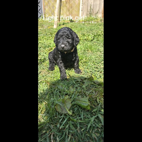 Labradoodle - Both