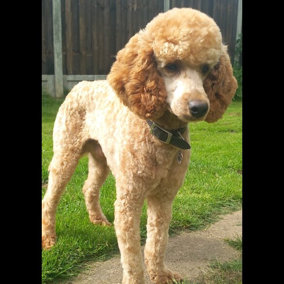 Labradoodle - Both