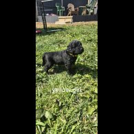 Labradoodle - Both