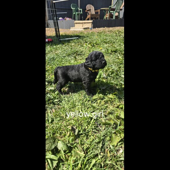 Labradoodle - Both