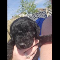 Labradoodle - Both