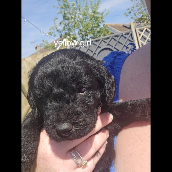 Labradoodle - Both