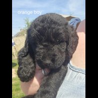 Labradoodle - Both
